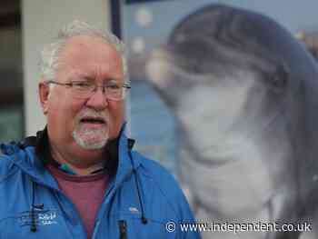 Record-breaking dolphin Fungie leaves Irish town heartbroken as he disappears after 37 years