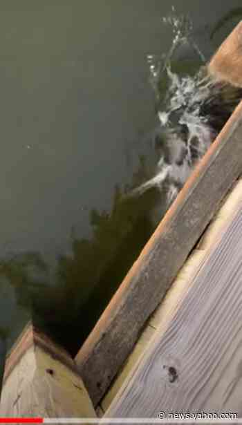 Who wins when a fish and snake tangle? SC man catches life-or-death struggle on video