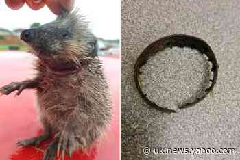 Charity rescues baby hedgehog with plastic ring from bottle embedded in its neck