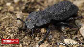 Secrets of the 'uncrushable' beetle revealed