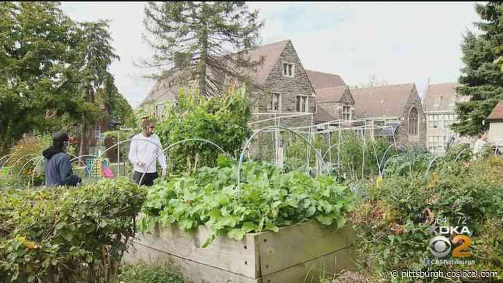 On A Positive Note: Garden In Squirrel Hill A Place For Hope, Healing And Inclusion