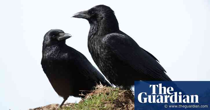 Country diary: curiosity and the crows