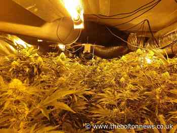 More than 50 cannabis farms found in Bolton in 3 years as police crack down on drug gangs