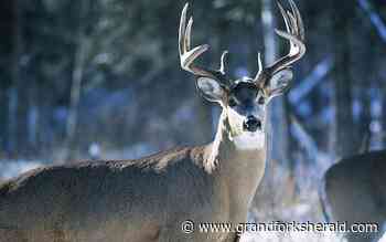 CWD found at Houston County farm; herd of 49 to be killed for investigation - Grand Forks Herald