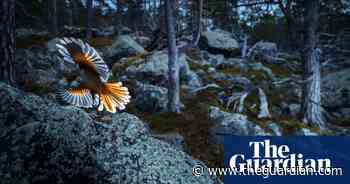 2020 GDT European wildlife photographer of the year – winners