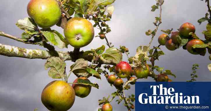 Cider brewery swamped by apples as orchard renaissance starts to bear fruit