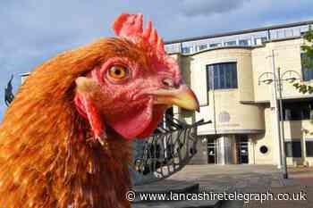 'Vulgar and abhorrent' man broke into farm and had sex with chickens