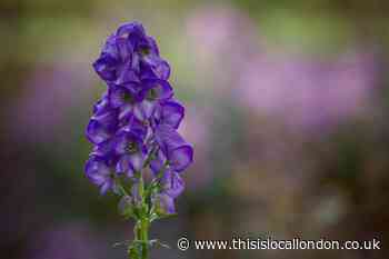 Mother warns of dangerous flowers growing in Bushy Park