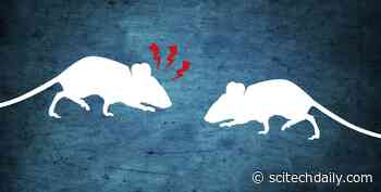 Neuroscientists Discover How Aggression Leads to More Aggression