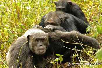 How Did We Get So Picky About Friendship As We Age? Ask the Chimps