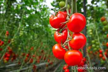 Researchers Surprised After They Graft Tomato Plants With Epigenetically-Modified Rootstock