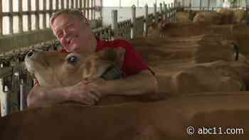 Latest relaxation trend: Cow hugging