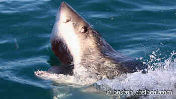 7 Great White Sharks Detected Off Rhode Island Coast This Season - CBS Boston