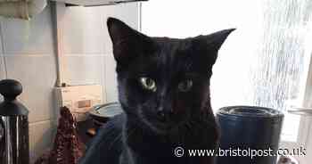 Woman devastated after cat poisoned with antifreeze