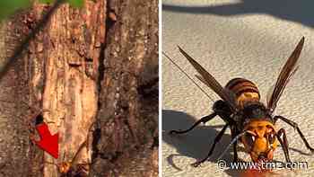 Deadly Murder Hornets Nest Found In Washington State, Invading U.S.