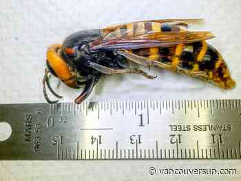 First U.S. 'murder hornet' nest located in Blaine, Wash.