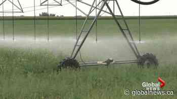 Retired Alberta Agriculture researcher calls provincial cuts ‘devastating’