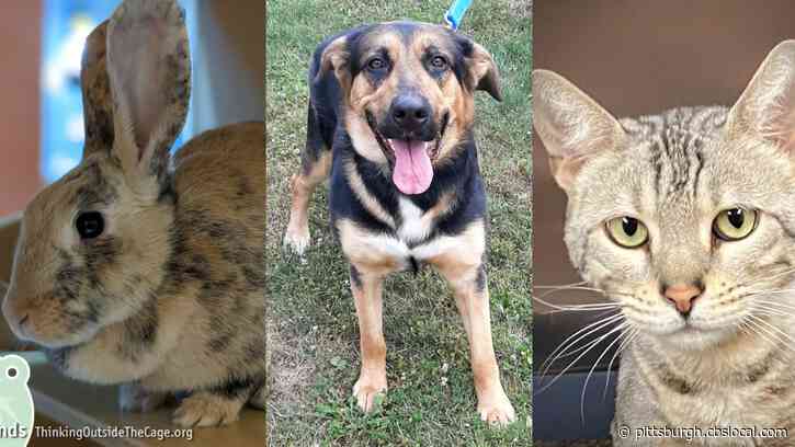 Furry Tails: Sparky, Zoey & Begherri Are Waiting For Forever Homes