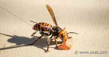 First murder hornet nest found in US is about to be destroyed     - CNET