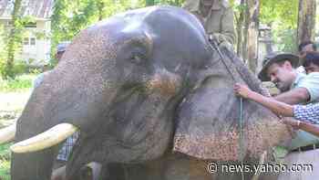 The Indian doctor taking care of thousands of elephants