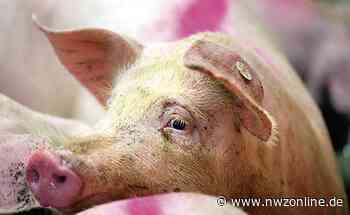 Landwirtschaft in Garrel: Nerven der Schweinemäster liegen blank - Nordwest-Zeitung