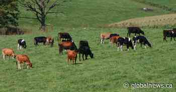 Agriculture impact report highlights success of Lethbridge County