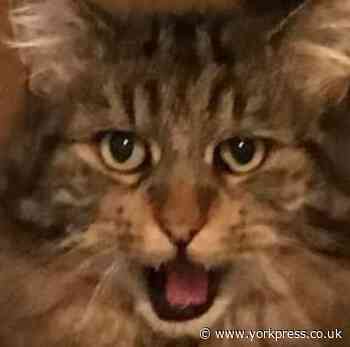'Mog has an evil little face': another contender for York's crossest-looking cat...