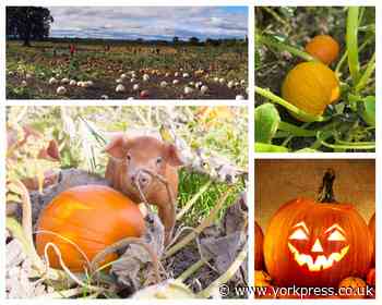 Three pumpkin patches to visit in North Yorkshire | York Press - York Press