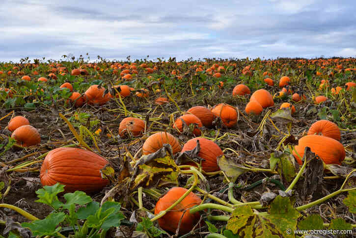It’s pumpkin harvesting time, and here’s what else you can do in the garden