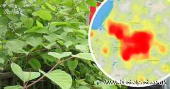 Homes decreasing in value as Bristol a Japanese knotweed hotspot