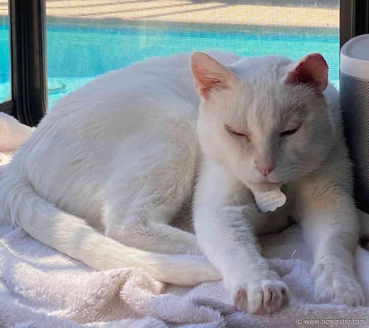 Ghost the cat is outgoing and friendly and loves conversation