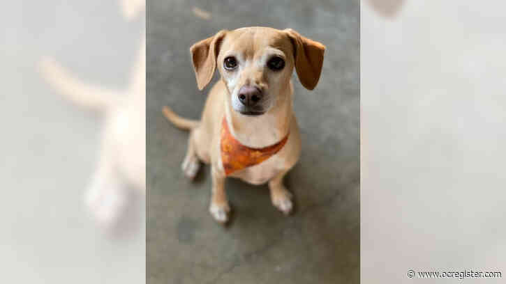 Italian greyhound mix Urbi is smart and likes to stay active