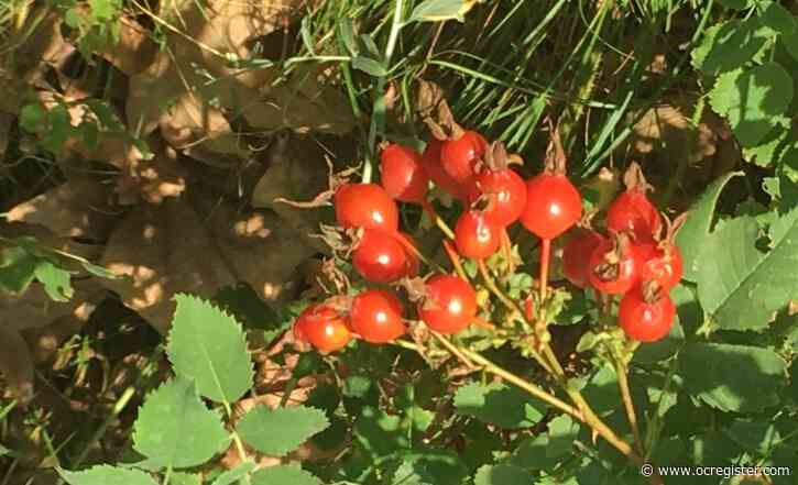 The LA Zoo has distinctive native plant types you might want to try in your own garden