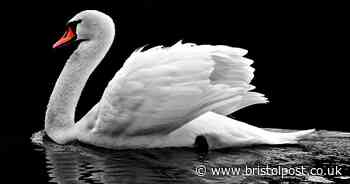 Risk of bird flu hitting UK upgraded after cases in Netherlands - Bristol Live