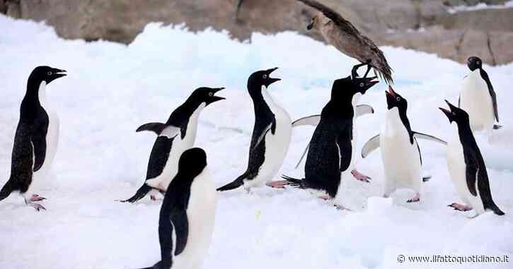 Aumento record delle popolazioni di pinguini e cormorani alle Isole Galapagos. È dovuto ai pochi turisti e al fenomeno climatico la “Niña”