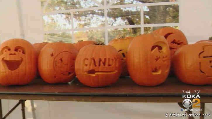 Front Yard Pumpkin Patch In Bethel Park Raises Money For Finding Multiple Sclerosis Cure