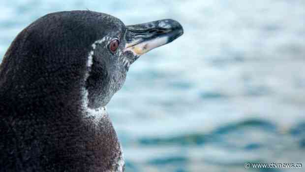 Galapagos sees record rise in penguins, flightless cormorants