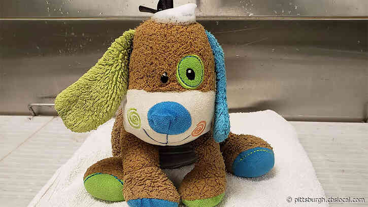 Little Boy Loses Stuffed Puppy Near Dog Spa, Groomers Decide To Give Toy A Spa Day