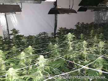 Man arrested as large cannabis farm discovered inside home