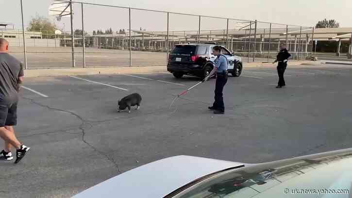 California Cops Capture Runaway Pig in Clovis