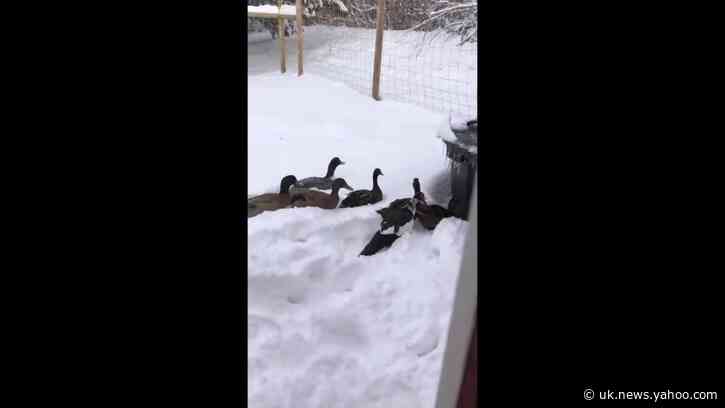 Fearless Ducks Have a 'Quack' at Record-Breaking Montana Snow