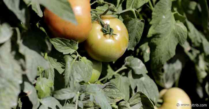 Vendor thrown out of Lehi Farmer’s Market after asking customers to wear a mask