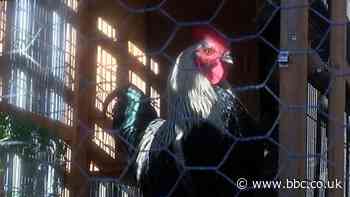 Support voiced for crowing cockerel after complaint