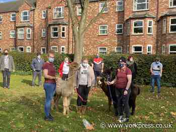 Alpacas help to spread the love