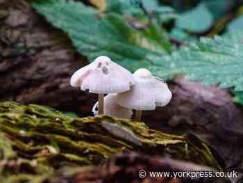 Mushroom that looks like a ghost found by our Camera Club