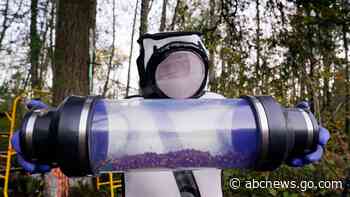 Crews vacuum 'murder hornets' out of Washington nest