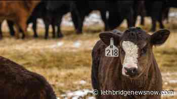 Lethbridge County reports highest levels of agricultural activities in Alberta - Lethbridge News Now