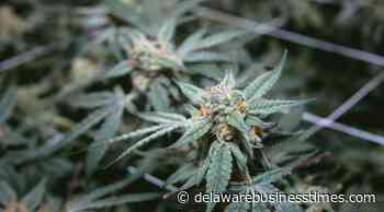 Delaware prepares to expand medical marijuana industry - DBT - Delaware Business Times