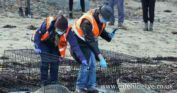 Three rescued seal pups return to wild off Whitley Bay