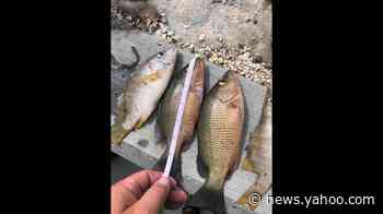 Miami, Hialeah and Miramar men cited in the Keys for small fish, sheriff’s office says